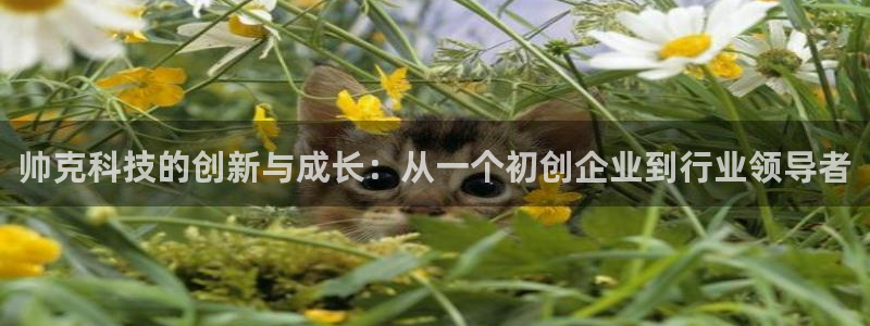 恒行娱乐热74ooo5主宰：帅克科技的创新与成长：从一个初创